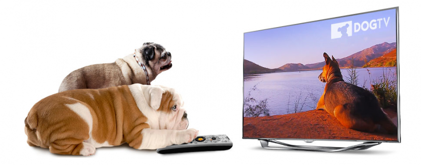 DOGTV: an SVOD TV channel for dogs (powered by Cleeng)